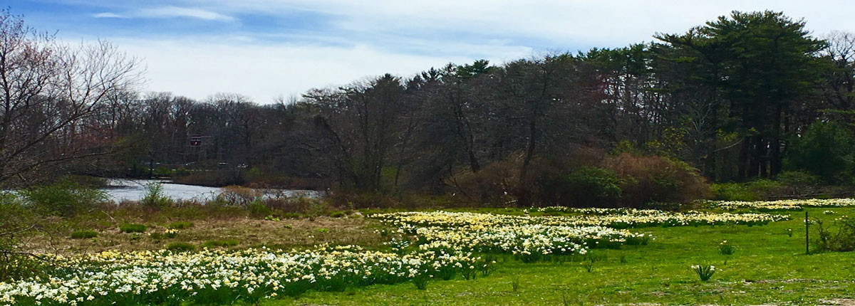 Daffodils