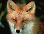 Red Fox