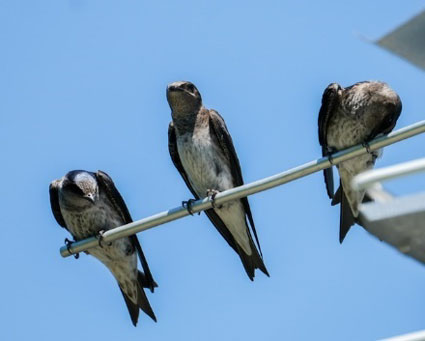 Purple Martins