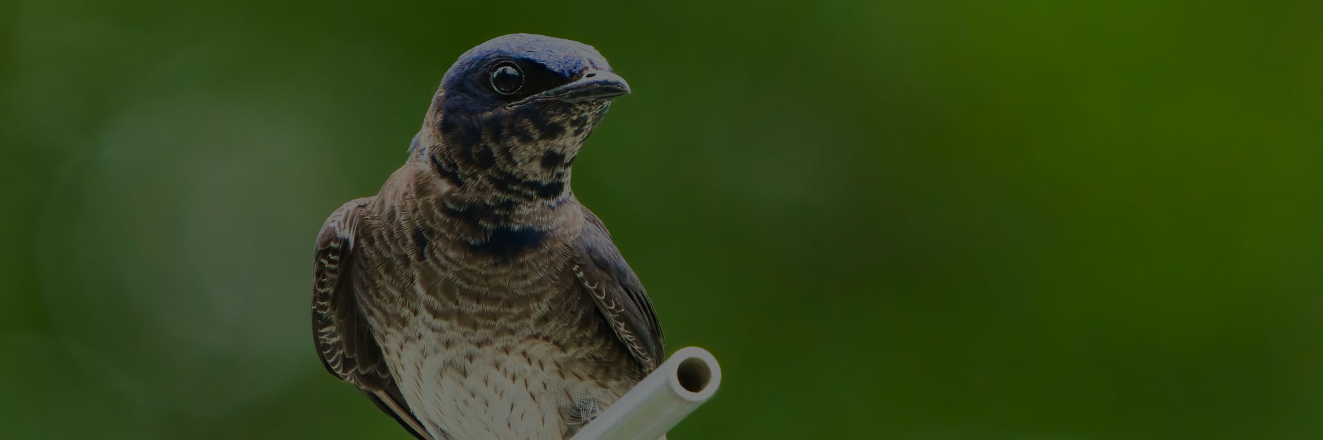 Purple Martin